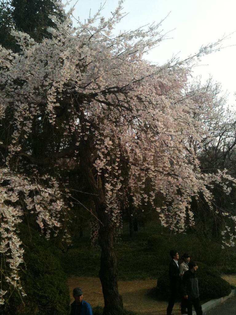 Seoul National Cemetery 국립서울현충원