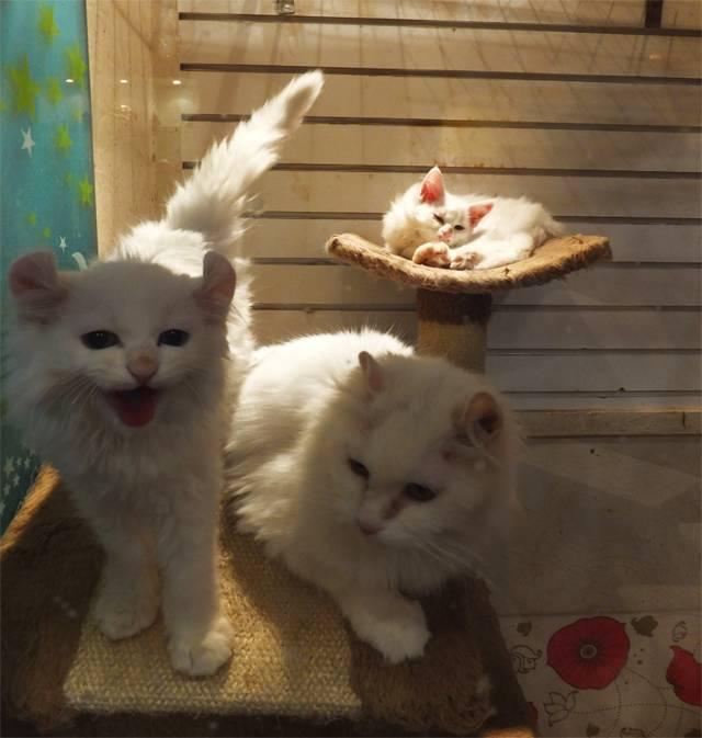 Cafe Gio Cat 카페 지오캣