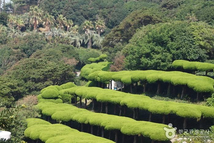  Oedo-Botania (외도 보타니아-해상관광농원)   