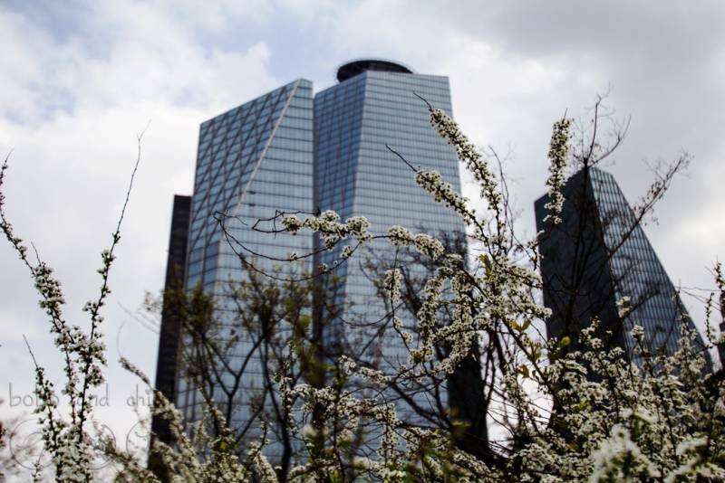 Yeouido Cherry Blossom Festival in Seoul 여의도 벚꽃축제