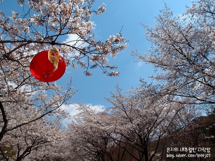 Palgongsan Mountain 팔공산