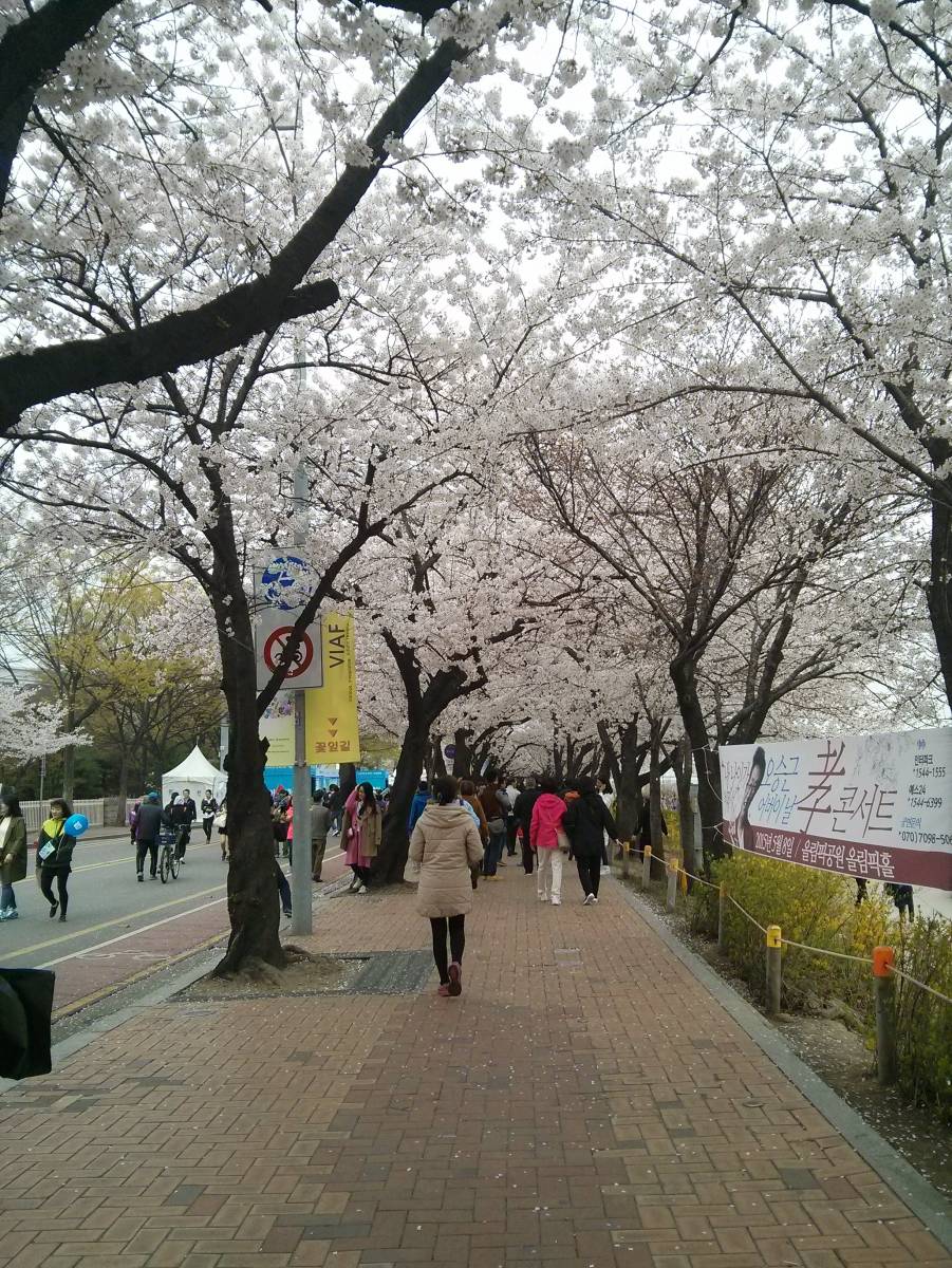 Yeouido Hangang Park 여의도 한강 공원