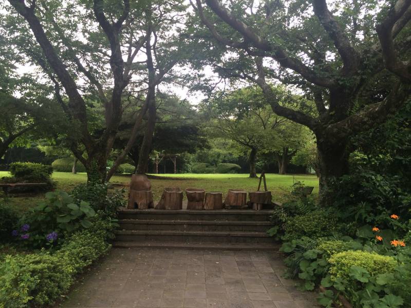 Bijarim Forest 비자림