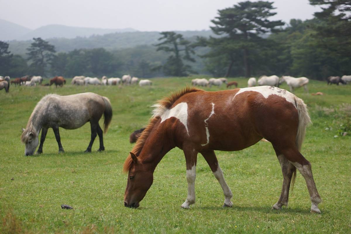 Horseback riding experience in Jeju riding park 제주승마공원
