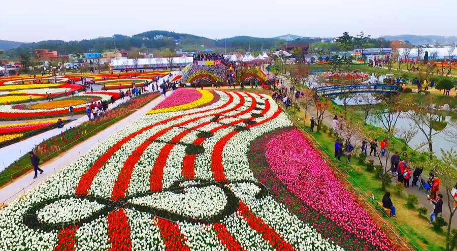 Taean Tulip Festival 태안 튤립축제