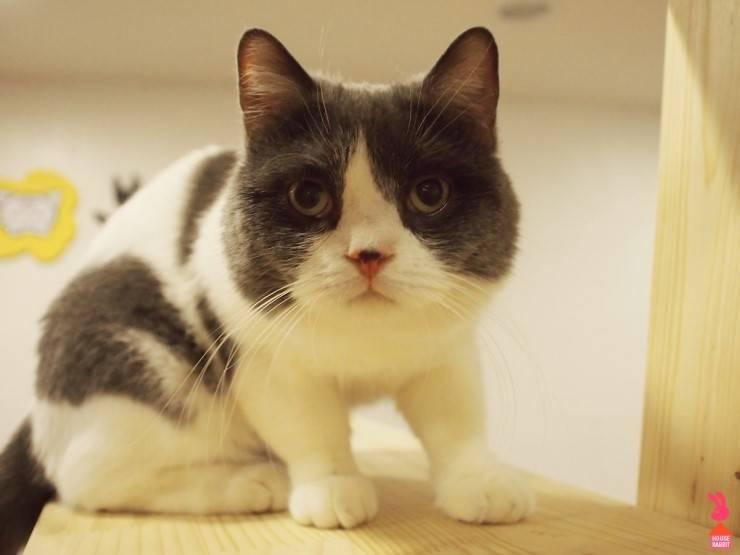 Cats in a Spring Day 봄날의 고양이