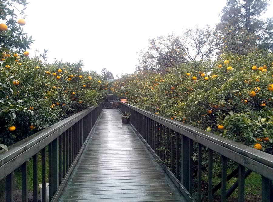 Seokbujak Museum 석부작 박물관