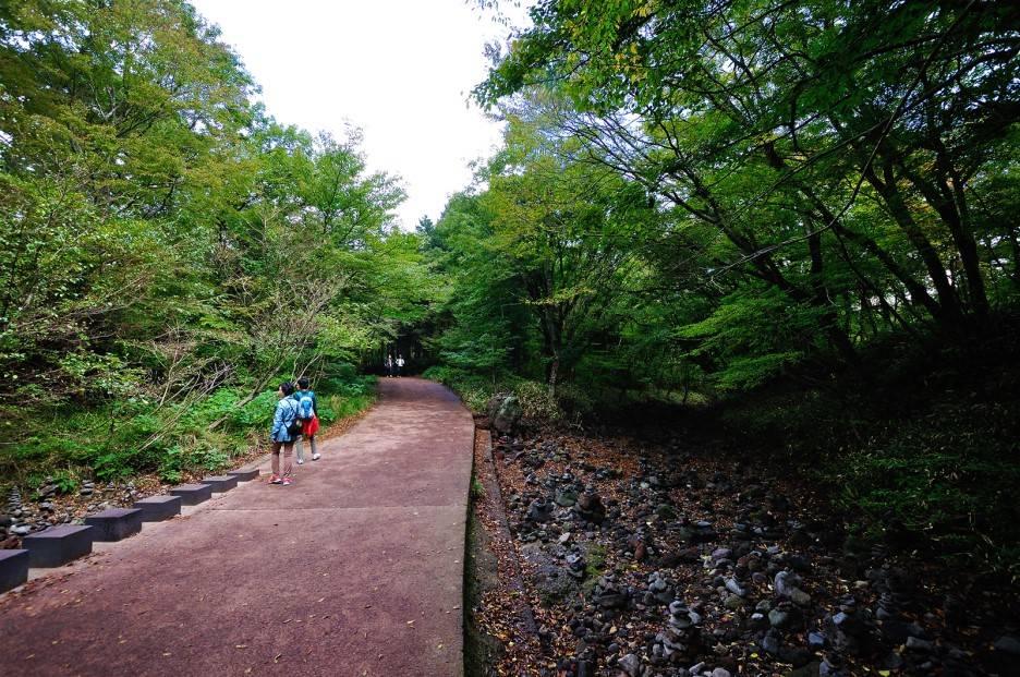 Saryeoni Forest Path 사려니 숲길