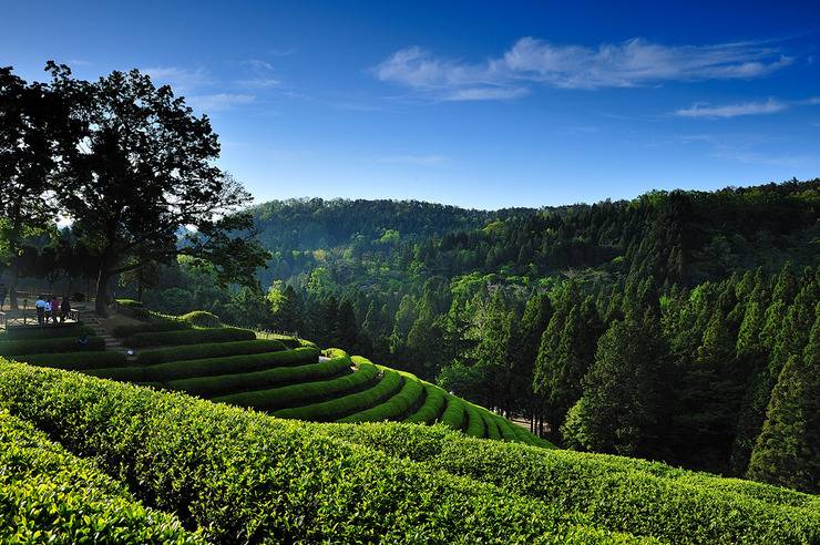 Boseong Green Tea Plantation 보성녹차밭