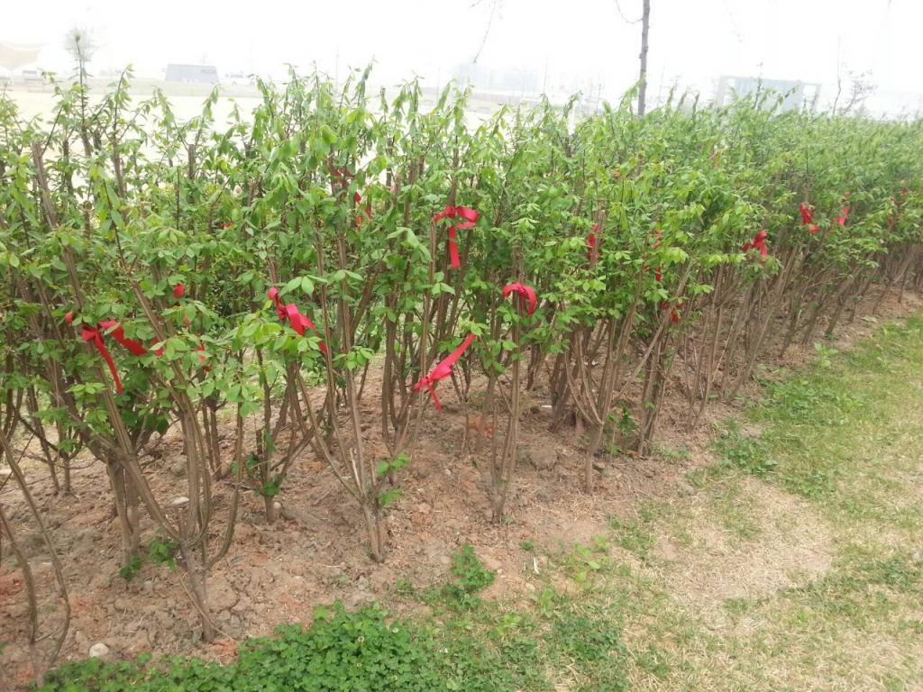 TVXQ Forest (Memorial Tree)