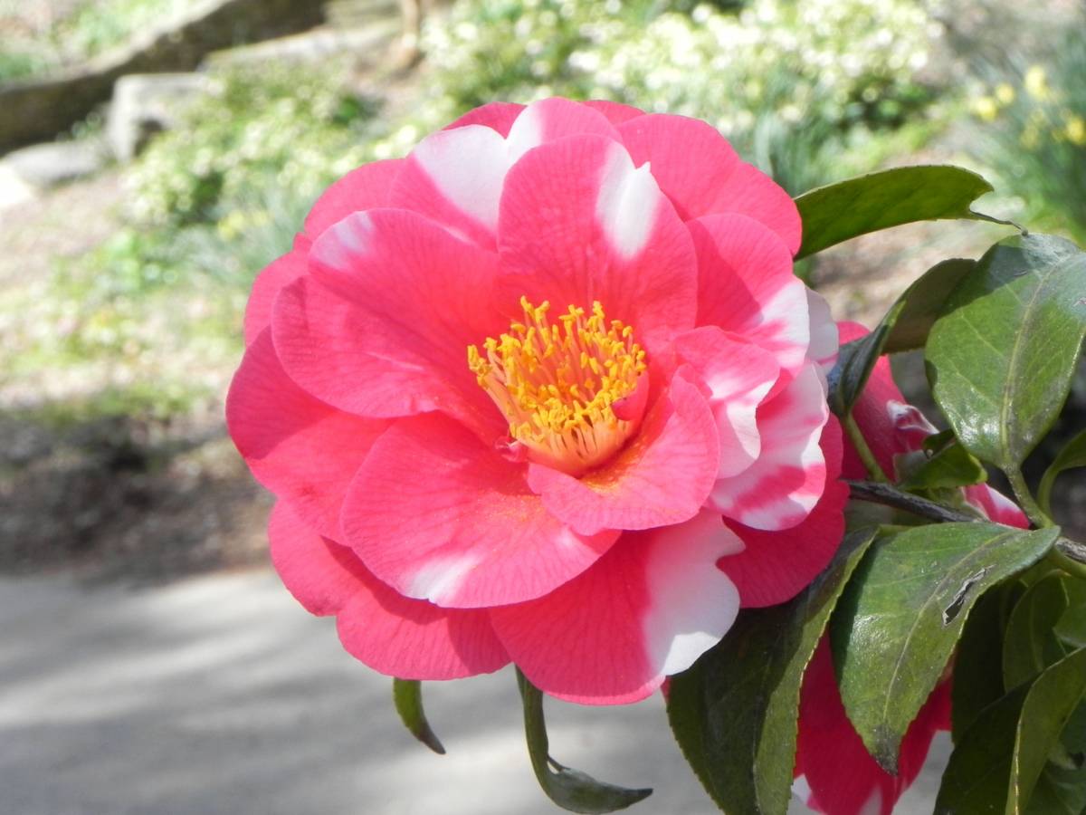 Jisimdo Island 지심도