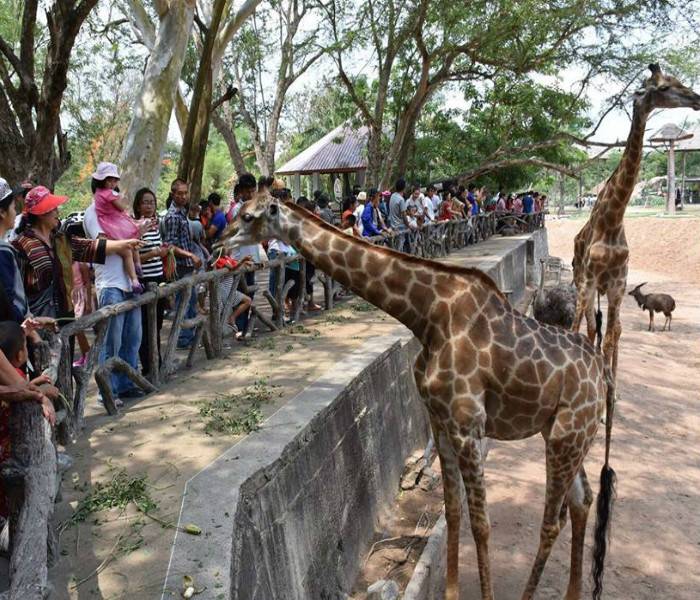 Khao Kheow Open Zoo