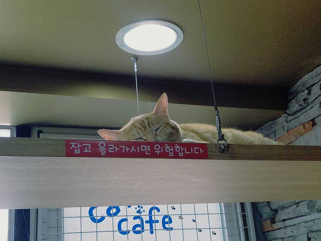 Cat's Attic (Cat Cafe)